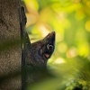 Letucha malajska - Galeopterus variegatus - Sunda flying lemur o4361